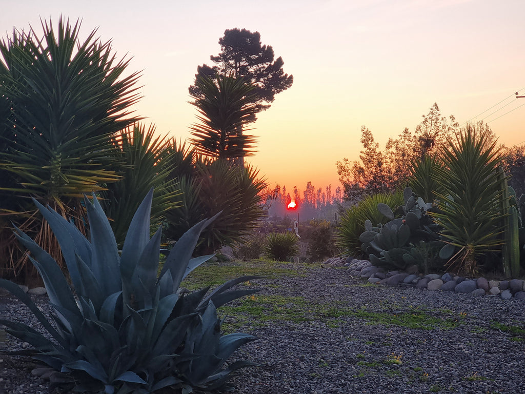 ✨ Cabañas Boutique en Algarrobo